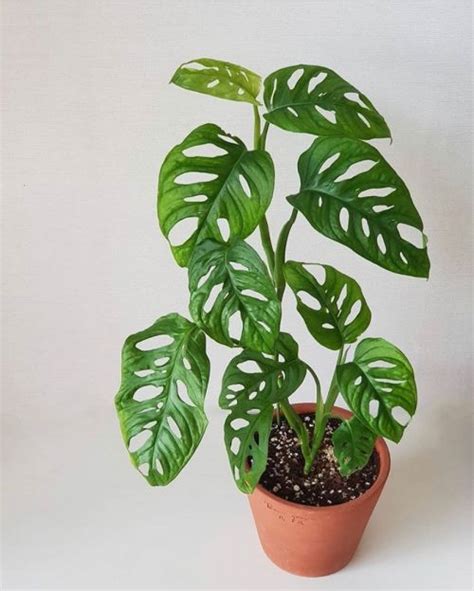 In this video i share with you the full care of the monstera adansonii in a tropical climate setting. Monstera Adansonii Houseplant Care Guide - That Planty ...