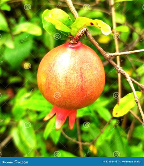 Green Pomegranate Dalim Or Bedana Or Anar Fruit On The Tree In Leaves