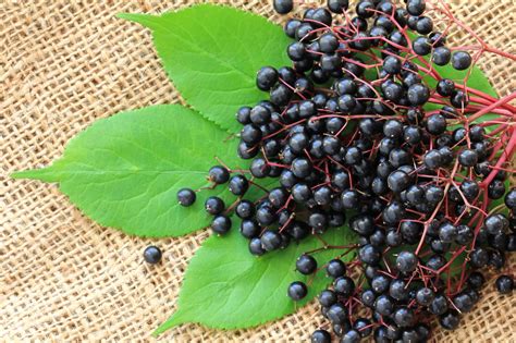 Cooking With Elderberries The Dos And Donts