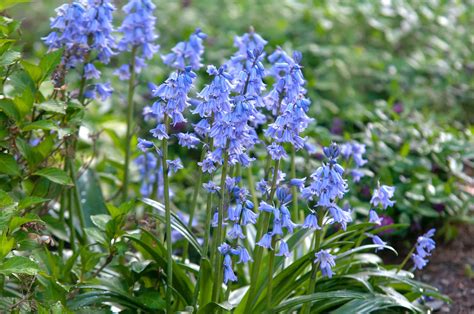 Perennial Spring Flowers For Early In The Season
