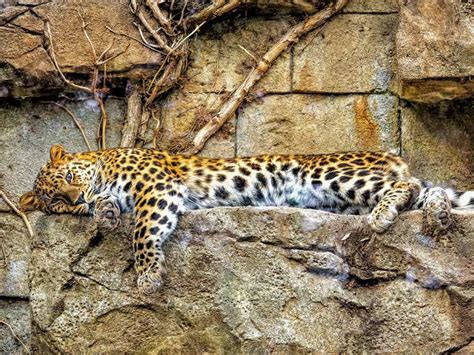 నియమ నిబంధనలు ఇవే..