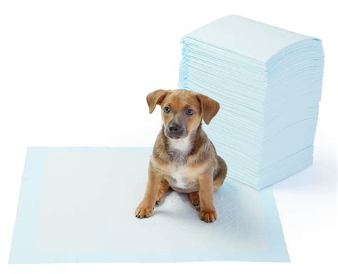 In some instances, puppy pads may also be necessary. Pet Training and Puppy Pads 100-Pack | eBay