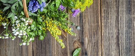 Five Tips For Collecting And Enjoying Wild Herbs Freshmag