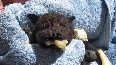 Rescued Baby Bat Stuffs Her Cheeks With Banana