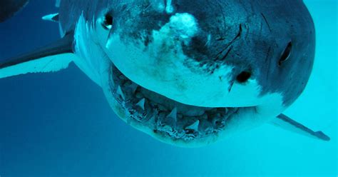 Deep Blue Giant Great White Shark May Have Been Spotted Near Hawaii
