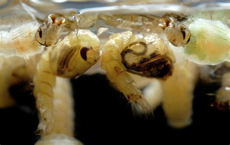 Mosquito Larvae And Pupae Photograph By Sinclair Stammersscience Photo