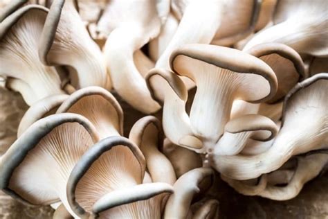 How To Grow Oyster Mushrooms Gardens Nursery