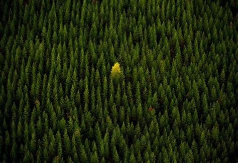 Forest One Tree National Geographic Photography National Geographic