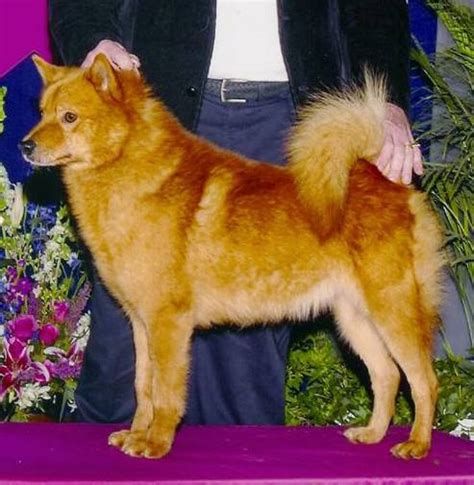 Finnish Spitz Dog Breed Information And Pictures