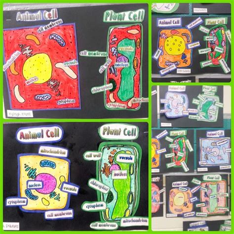 Plant cells square and animal cells round. 26 best Plant and Animal Cells // 5th Grade images on ...