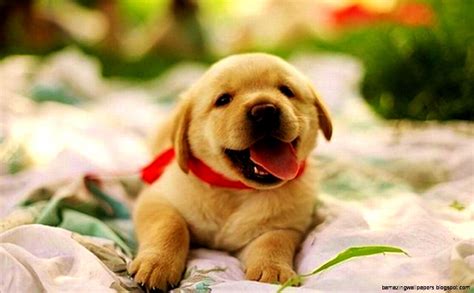 Cute Baby Puppy Wallpapers Top Free Cute Baby Puppy Backgrounds