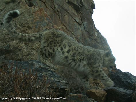 Stunning Snow Leopard Photos From Kyrgyzstan Snow Leopard Trust