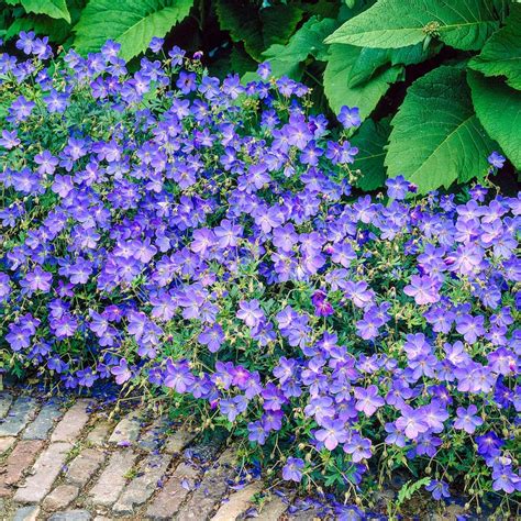 Gardens Alive Blue Fusion Ever Blooming Geranium Perennial Plants