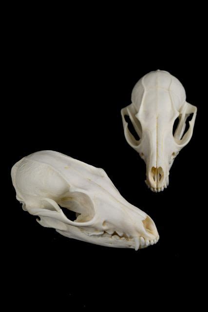 Grey Fox Skull Fox Skull Animal Skeletons Animal Bones