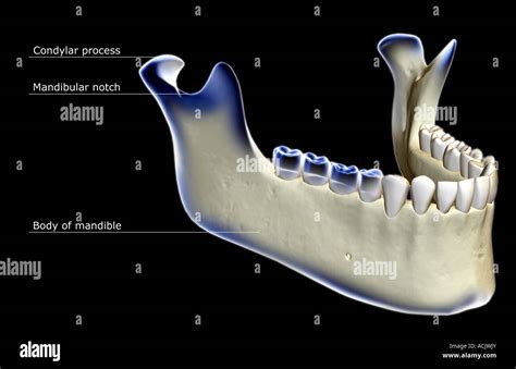 Mandibular Fossa Hi Res Stock Photography And Images Alamy