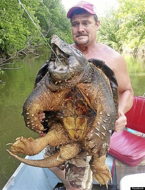 Giant 100lb Alligator Snapping Turtle Hauled Out Of Oklahomas Eufala
