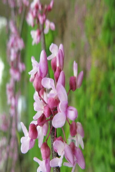 Flowers are often found on the trunk. Growing redbud trees and forcing redbud branches into ...