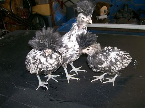 Cannot Wait Until Our Chicks Look Like This Silver Laced Polish