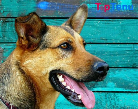 Top 17 Best Police Dog Breeds In The World Toptenu