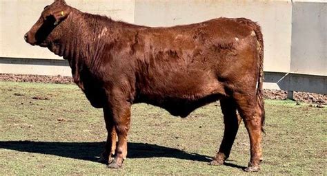 Red Brangus Jandj Cattle Co