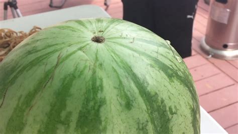 Exploding Watermelon With Rubber Bands Experiment How To Exploded A