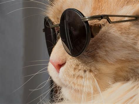 Hd Wallpaper Cat Animals Humor Leon Sunglasses Wallpaper Flare