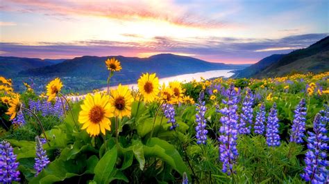 Wildflowers At Sunrise Wallpapers Wallpaper Cave