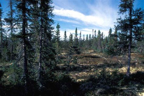 Plants Of The Taiga A List Of Taiga Plants With Pictures And Facts