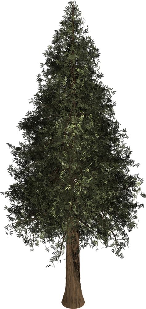 Tree Evergreen Isolated · Free Image On Pixabay