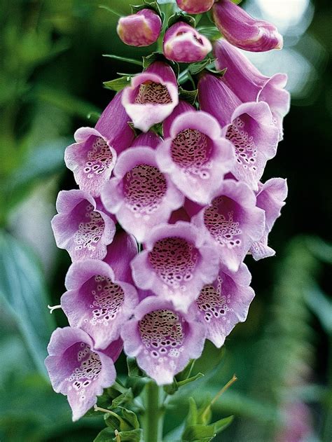 One of the state's loveliest flowers; Top 10 Beautiful Shade - Loving Flowers - Page 10 of 10 ...