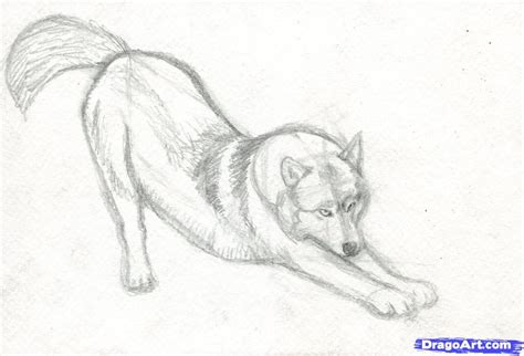 Realistic Wolf Drawing Tutorial How To Draw A Realistic Wolf Step By