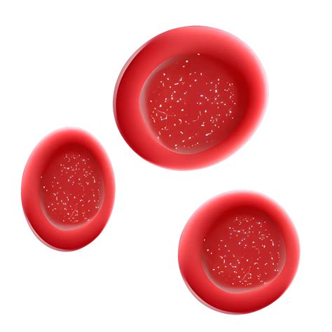 Red Blood Cell 21357762 Png