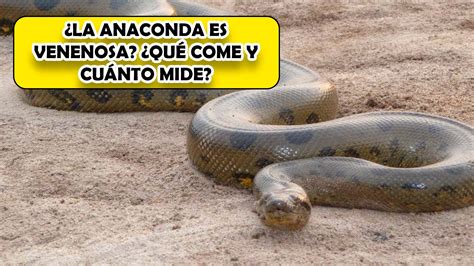 ¿la Anaconda Es Venenosa ¿qué Come Y Cuánto Mide 🥇 El Derecho Online