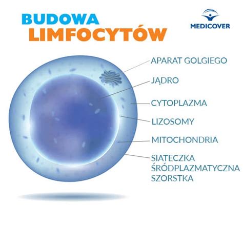 Limfocyty co to jest normy obniżone i podwyższone limfocyty