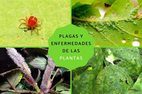 Plagas Y Enfermedades De Las Plantas Listas Y C Mo Eliminarlas Fotos
