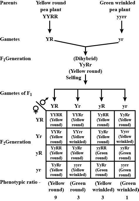 In The F2 Generation Of A Mendelian Dihybrid Cross The Number Of