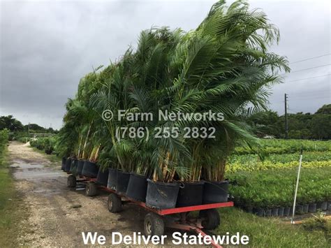 Areca Palm Nursery 786 255 2832 We Deliver Areca Palms Arecas
