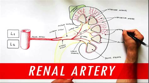 Anatomy tutorial - Renal Artery Branches - YouTube