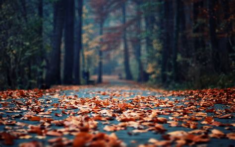 Autumn Foliage In The Park Wallpaper 2560x1600