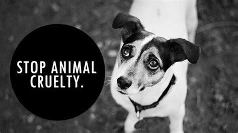 Animal Cruelty Facts Laws Stats And How To Report A Concern