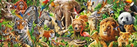 African Wildlife 1000 Pc Panoramic Jigsaw Puzzle Jum18518
