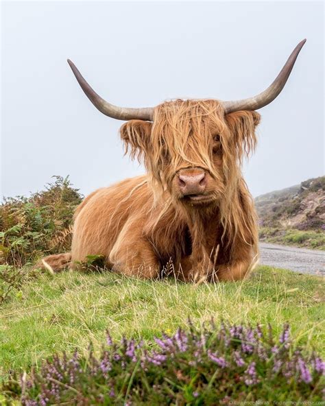 A Scottish Highlands Tour From Edinburgh With Rabbies Tours Finding