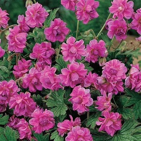 Grows great here in the nt, tough and hardy. Birch's Double Hardy Geranium - excellent ground cover in ...