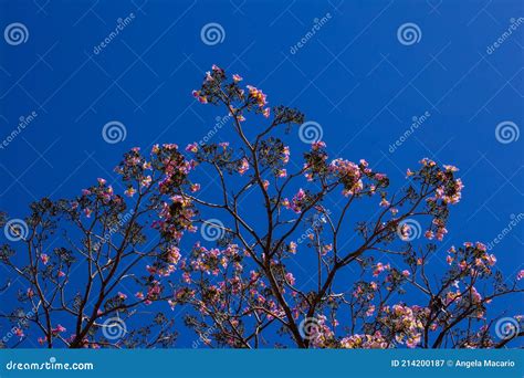 Detail Of A Pink Ipe With Blue Sky Stock Image Image Of Brazil Pink