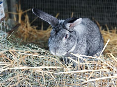 Choosing A Meat Rabbit Breed 14 Best Meat Options