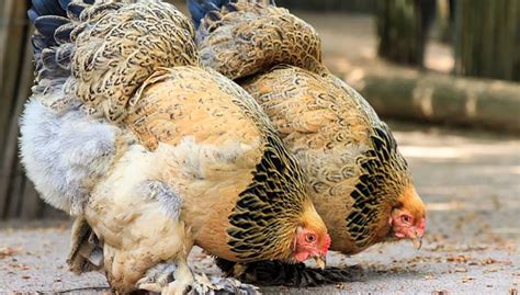 Buff Brahma Bantam Chickens For Sale Cackle Hatchery Off