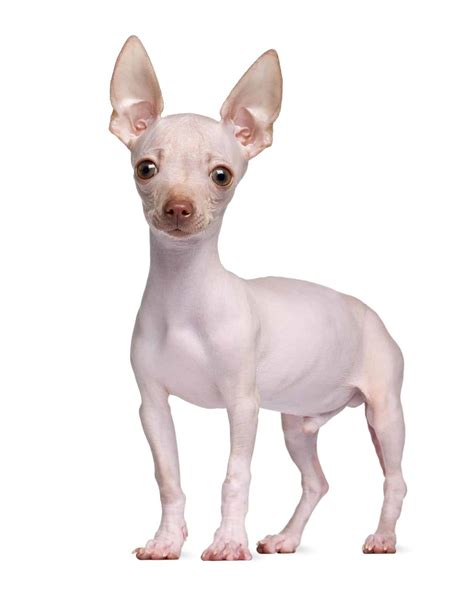 Hairless Chihuahua Facts Genetics And Traits With Pictures