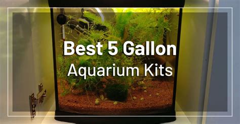 Best 5 Gallon Fish Tank Kits For Beginners Updated 2020