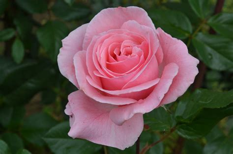 Rosas De Color Rosa