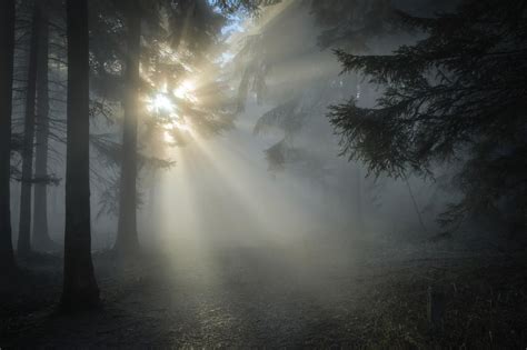 Raio De Sol Floresta Sun Pôr Do Foto Gratuita No Pixabay